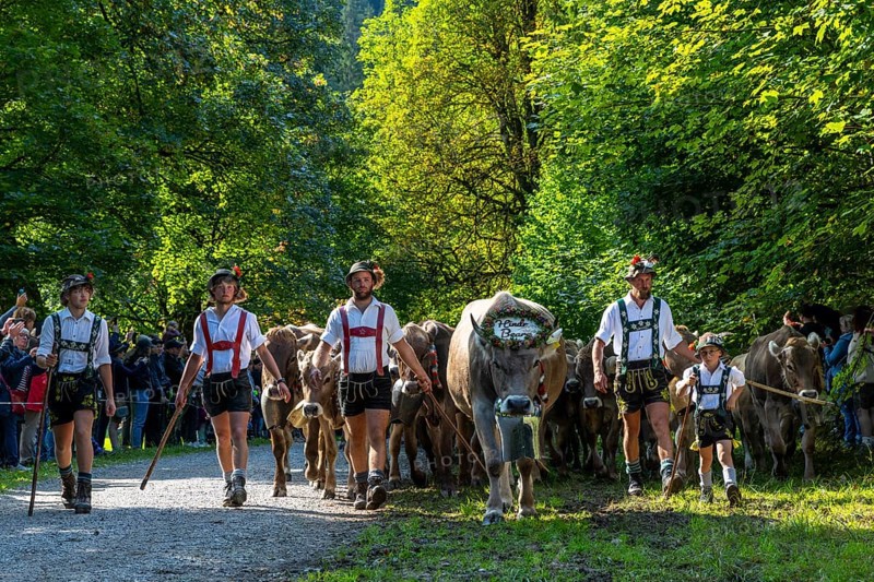 Cattle drive, cattle drive, herdsman, boy, lederhosen, braces, felt hat, traditional traditional costume, cattle (Bovidae), herd, spectator, Oberstdorf, Oberallgäu, Allgäu Alps, Bavaria, Germany