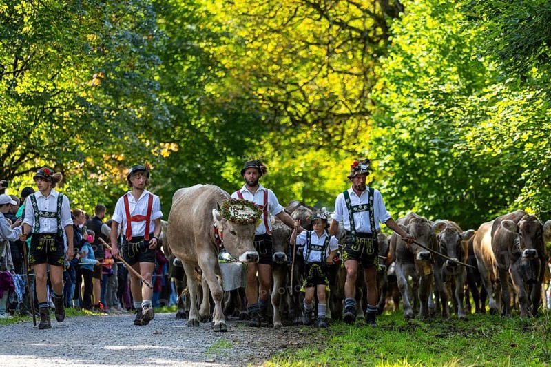 Cattle drive, cattle drive, herdsman, boy, lederhosen, braces, felt hat, traditional traditional costume, cattle (Bovidae), herd, spectator, Oberstdorf, Oberallgäu, Allgäu Alps, Bavaria, Germany