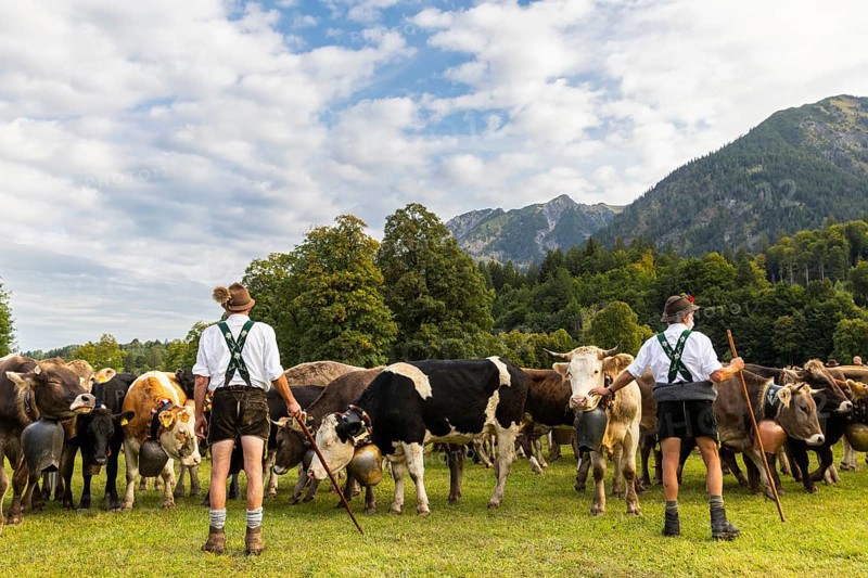 Cattle drive, cattle drive, alpine herdsmen, lederhosen, braces, felt hat, traditional traditional costume, cattle (Bovidae), mountain scenery, Oberstdorf, Oberallgäu, Allgäu Alps, Bavaria, Germany