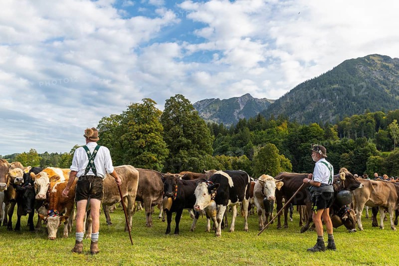 Cattle drive, cattle drive, alpine herdsmen, lederhosen, braces, felt hat, traditional traditional costume, cattle (Bovidae), mountain scenery, Oberstdorf, Oberallgäu, Allgäu Alps, Bavaria, Germany