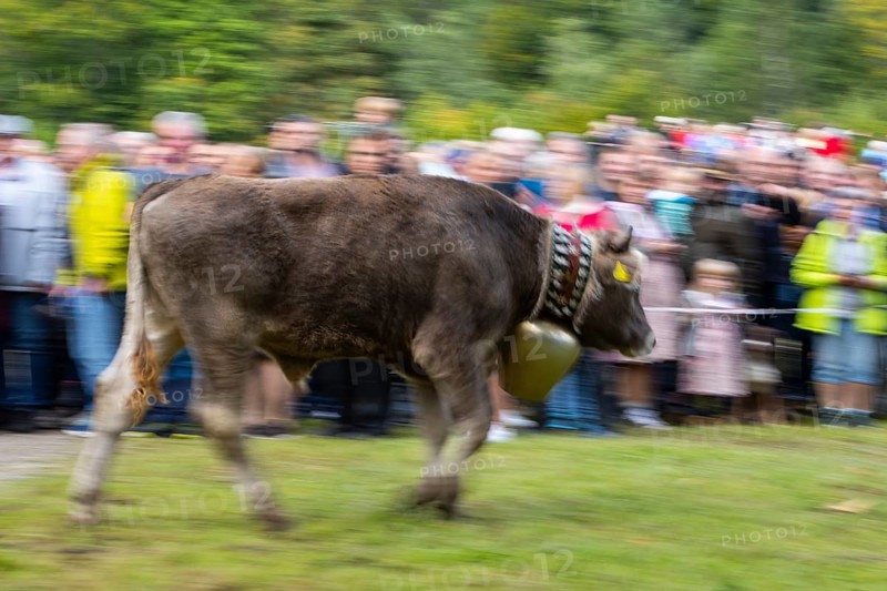 Cattle drive, cattle drive, domestic cattle (Bovidae) running in front of spectators, cowbell, Oberstdorf, Oberallgäu, Allgäu Alps, Bavaria, Germany