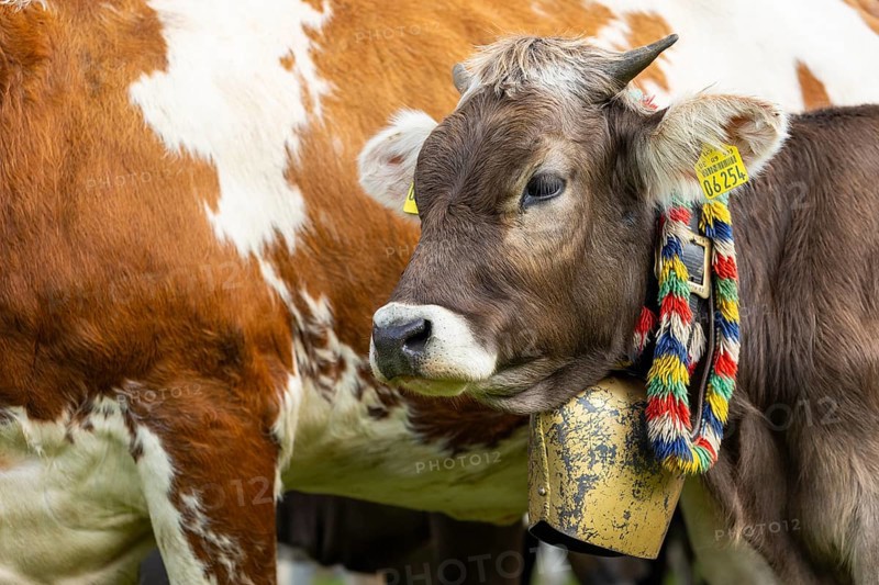 Cattle drive, cattle drive, domestic cattle (Bovidae), cowbell, lederhosen, traditional traditional costume, Oberstdorf, Oberallgäu, Allgäu Alps, Bavaria, Germany