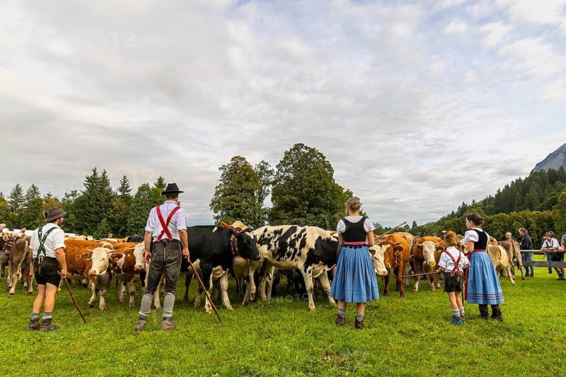 Cattle drive, cattle drive, domestic cattle (Bovidae), herd, shepherdess, children, lederhosen, dirndl, traditional traditional costume, Oberstdorf, Oberallgäu, Allgäu Alps, Bavaria, Germany