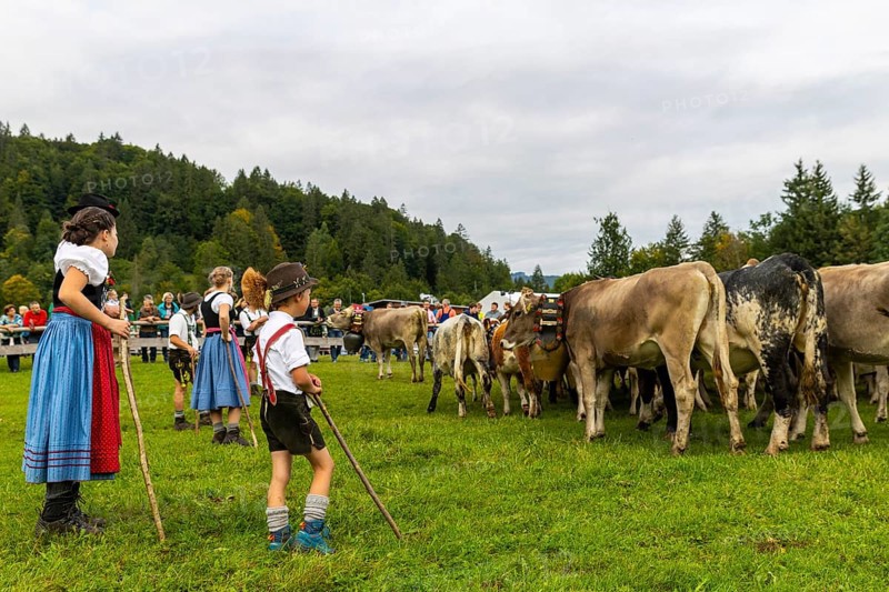 Cattle drive, cattle drive, domestic cattle (Bovidae), herdsman, children, lederhosen, dirndl, traditional traditional costume, Oberstdorf, Oberallgäu, Allgäu Alps, Bavaria, Germany