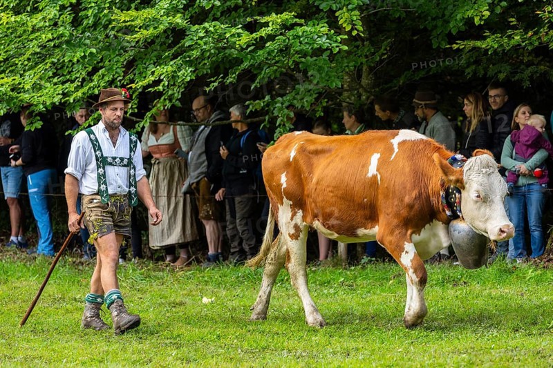 Cattle drive, cattle drive, herdsman, lederhosen, dirndl, traditional traditional costume, cattle (Bovidae), Oberstdorf, Oberallgäu, Allgäu Alps, Bavaria, Germany