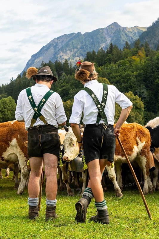 Cattle drive, cattle drive, domestic cattle (Bovidae), alpine herdsmen, lederhosen, braces, felt hat, chamois beard, traditional traditional costume, Oberstdorf, Oberallgäu, Allgäu Alps, Bavaria, Germany