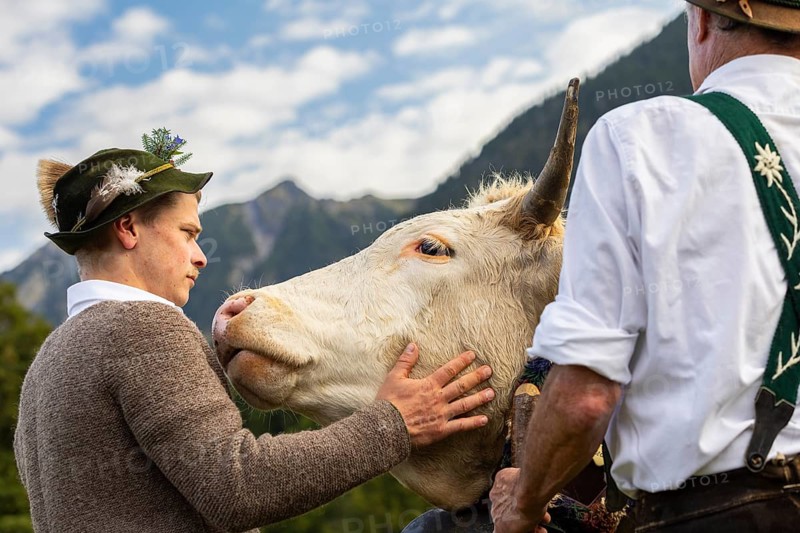 Cattle drive, herdsman stroking cattle (Bovidae), lederhosen, traditional traditional costume, Oberstdorf, Oberallgäu, Allgäu Alps, Bavaria, Germany