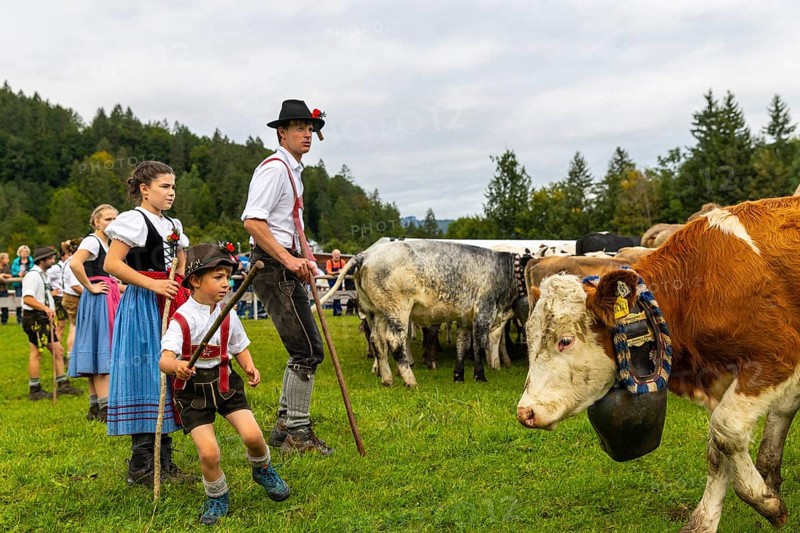 Cattle drive, cattle drive, domestic cattle (Bovidae), herdsman, children, lederhosen, dirndl, traditional traditional costume, Oberstdorf, Oberallgäu, Allgäu Alps, Bavaria, Germany