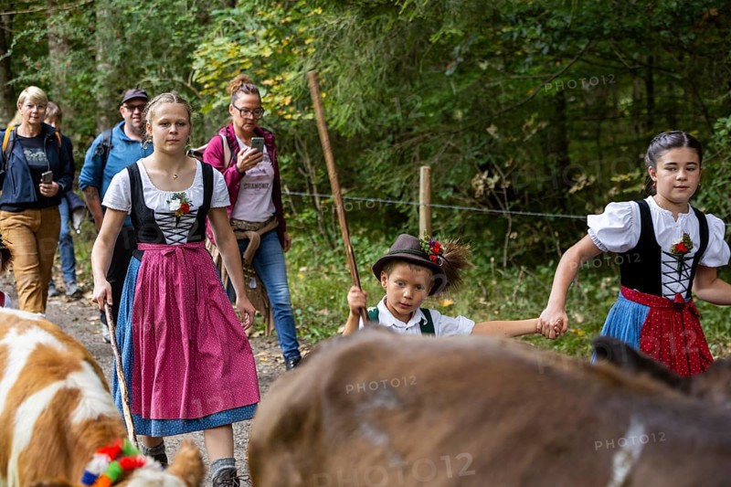 Cattle drive, cattle drive, domestic cattle (Bovidae), shepherdess, children, lederhosen, dirndl, traditional traditional costume, Oberstdorf, Oberallgäu, Allgäu Alps, Bavaria, Germany
