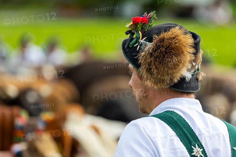 Cattle drive, cattle drive, alpine herdsman, felt hat, chamois beard, traditional traditional costume, Oberstdorf, Oberallgäu, Allgäu Alps, Bavaria, Germany