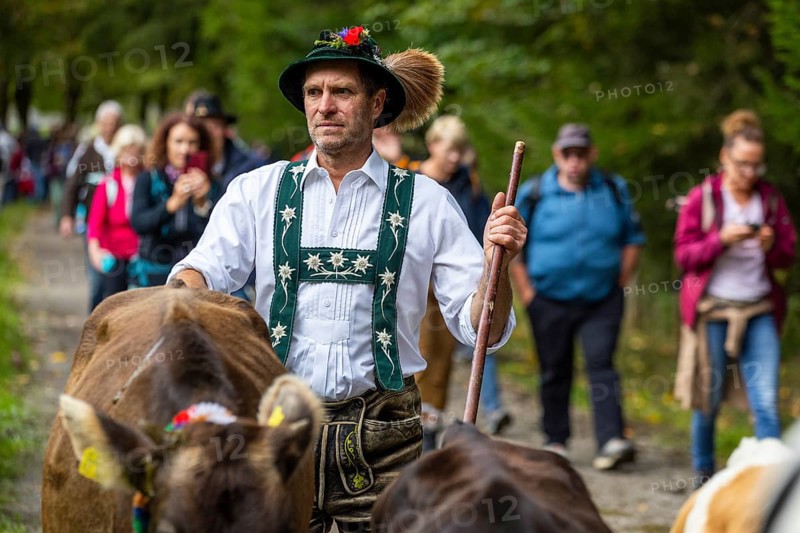 Cattle drive, cattle drive, domestic cattle (Bovidae), alpine herdsman, traditional traditional costume, Oberstdorf, Oberallgäu, Allgäu Alps, Bavaria, Germany