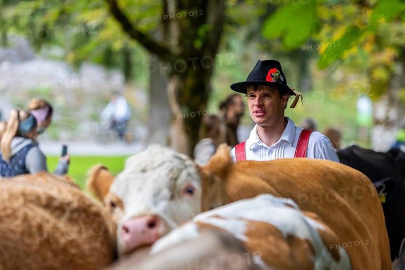 Cattle drive, cattle drive, domestic cattle (Bovidae), alpine herdsman, traditional traditional costume, Oberstdorf, Oberallgäu, Allgäu Alps, Bavaria, Germany
