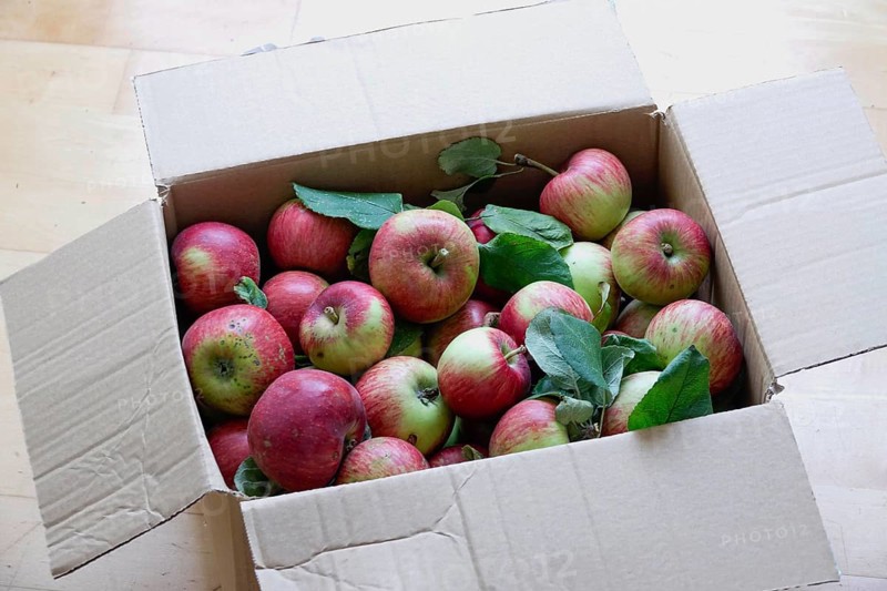Apple harvest, harvested apples in a carton, September, Germany