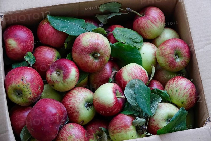 Apple harvest, harvested apples in a carton, September, Germany
