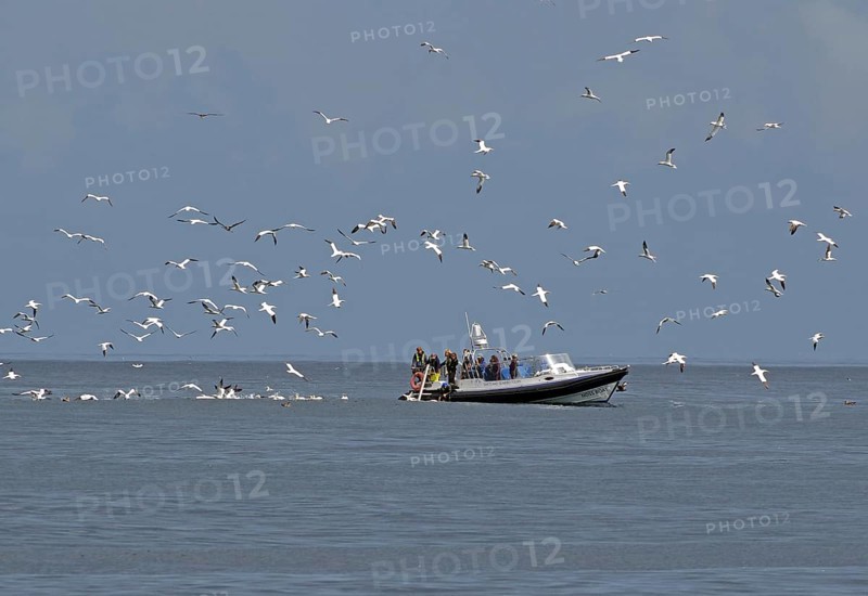 A boat at sea surrounded by flying gannets under a cloudy sky, Isle of Noss, Shetland Islands, Scotland, United Kingdom