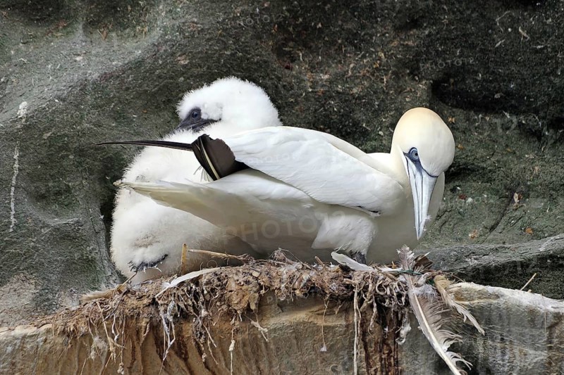 A gannet with chicks sitting on a rocky nest with a natural background, Isle of Noss, Shetland Islands, Scotland, United Kingdom