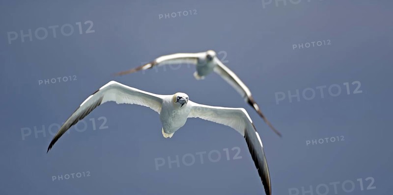 Two gannets flying against a blue sky, conveying a sense of freedom, elegance, Isle of Noss, Shetland Islands, Scotland, United Kingdom