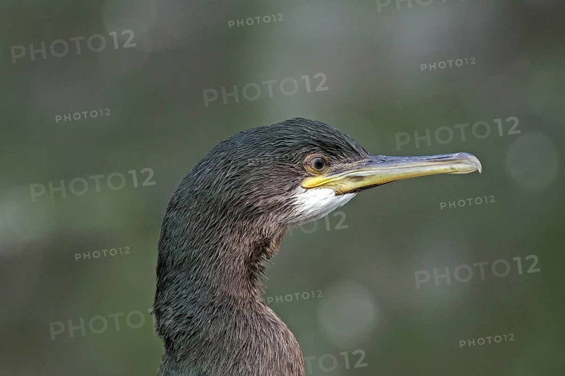 Detailed portrait of a shag with striking beak against a blurred background, Isle of Noss, Shetland Islands, Scotland, Great Britain