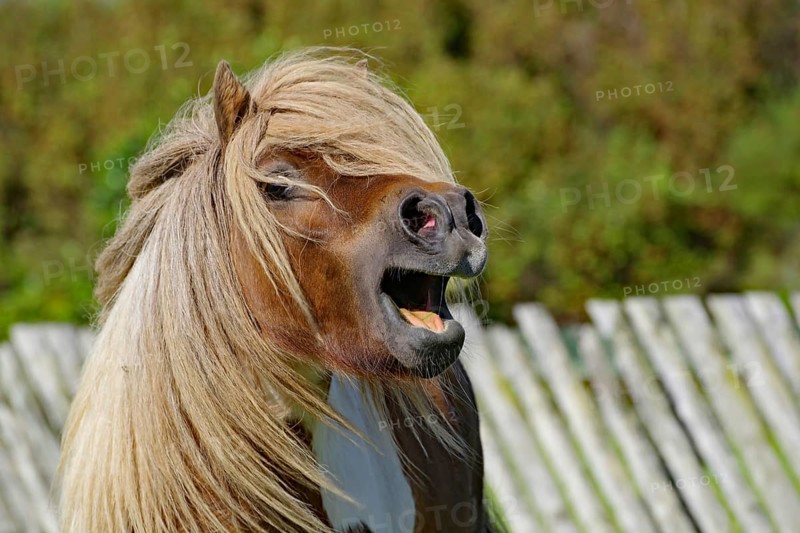 Pony with blowing hair and open mouth in front of a wooden fence in a lively pose, Shetland pony, Scalloway, Shetland Islands, Scotland, Great Britain