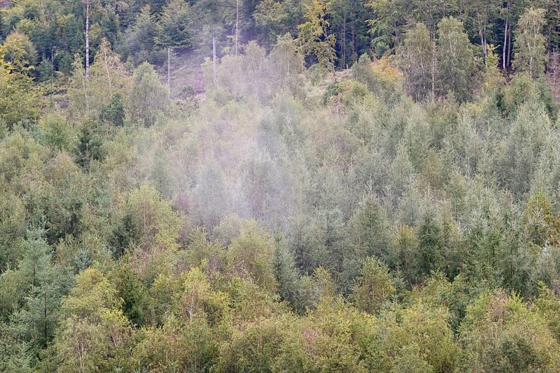 View over an autumnal mixed forest with rising mist, Arnsberg Forest nature park Park, North Rhine-Westphalia, Germany