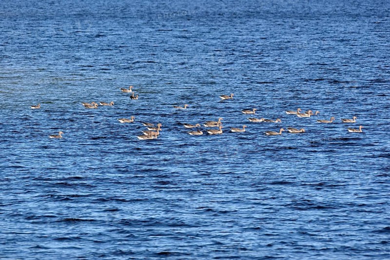 Greylag geese (Anser anser) swimming on Lake Möhne, Möhne Dam, North Rhine-Westphalia, Germany