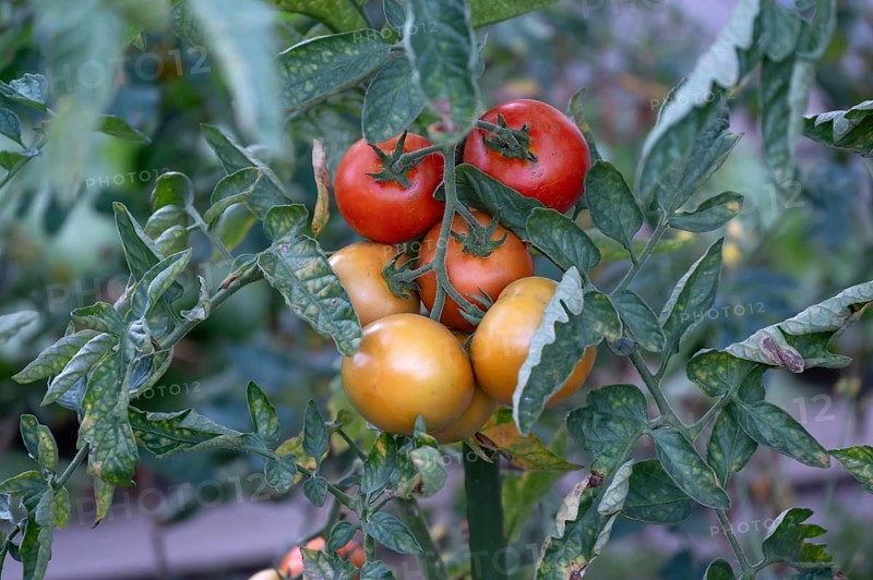 Ripe tomatoes (Solanum lycopersicum) on the bush, Bavaria, Germany