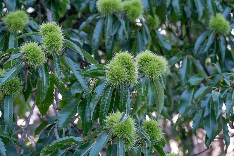 Chestnuts on a tree (Castanea sativa), Bavaria, Germany