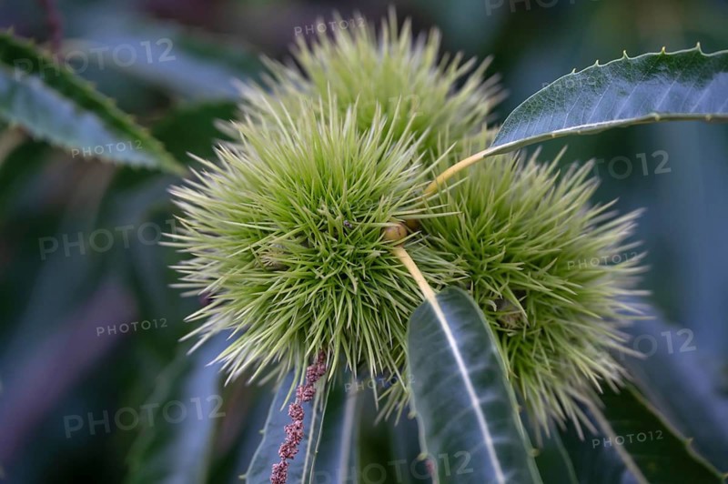 Chestnuts on a tree (Castanea sativa), Bavaria, Germany