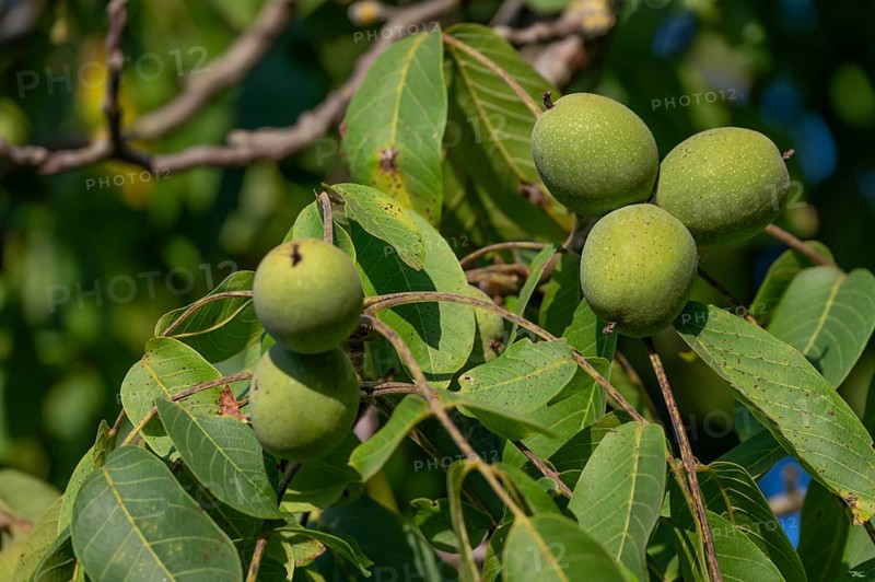 Nuts (Juglans regia) on a tree, Bavaria, Germany