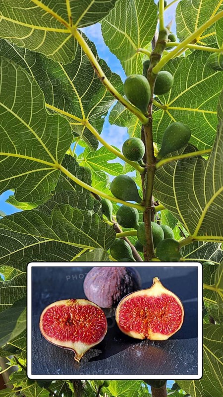 Fig tree (Ficus carica), known as Common fig, belongs to the mulberry family. Ripe aromatic figs on a blue background, Germany