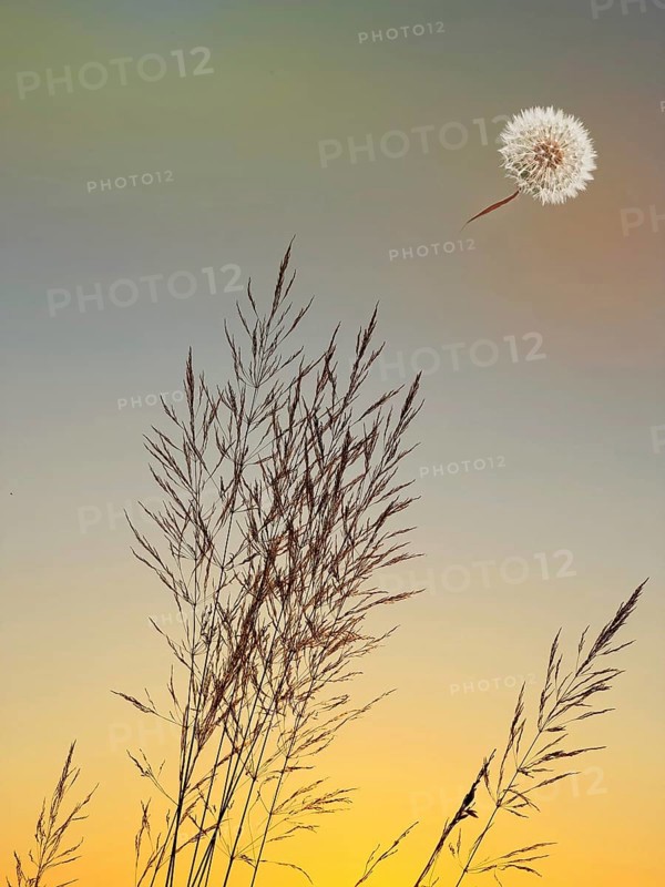 Symbolic image, mood, grass and dandelion, warm light, good feeling, cheerfulness, serenity, emotion, warmth, joy, sensation, esotericism, calmness