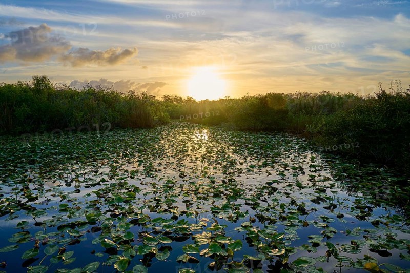 A pond at sunset with calm, peaceful nature, Anhinga Trail, Everglades National Park, Florida, USA