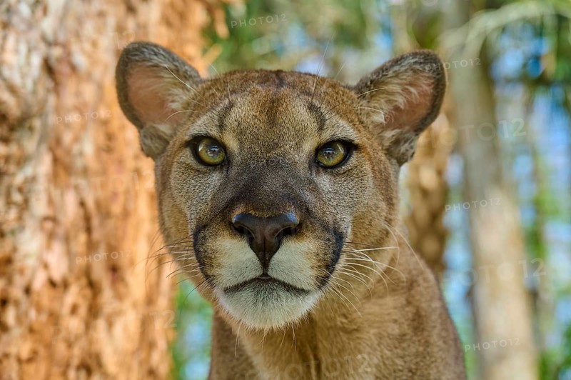 Cougar (Cougar concolor), in the forest with direct view and natural colours, captive, Florida, USA