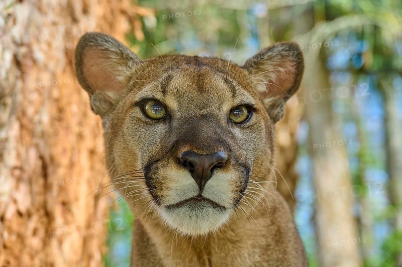 Cougar (Cougar concolor), close-up of a Cougar with attentive gaze in the forest, captive, Florida, USA