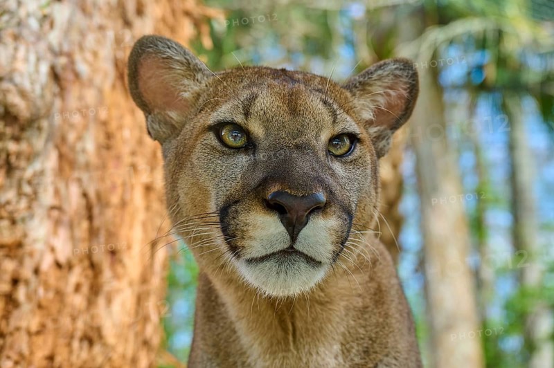 Cougar (Cougar concolor), close-up of a Cougar in the forest with intense gaze, captive, Florida, USA