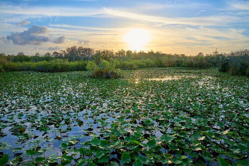 A pond with water lilies and sunset in a peaceful atmosphere, Anhinga Trail, Everglades National Park, Florida, USA