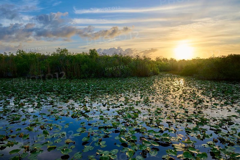 A pond with water lilies at sunset and a peaceful atmosphere, Anhinga Trail, Everglades National Park, Florida, USA
