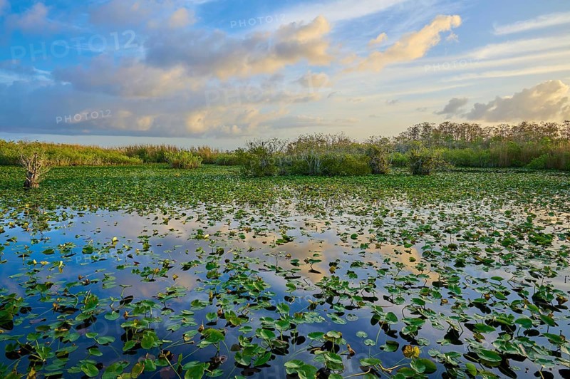 An expansive pond with clouds and water lilies at sunset, Anhinga Trail, Everglades National Park, Florida, USA