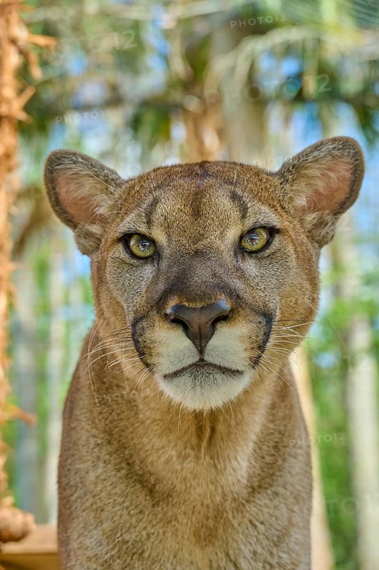 Cougar (Cougar concolor), frontal close-up of a Cougar, surrounded by green forest, captive, Florida, USA