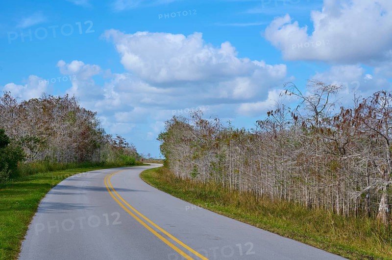 Asphalt road winds through a tranquil landscape under a blue sky, Everglades National Park, Florida, USA