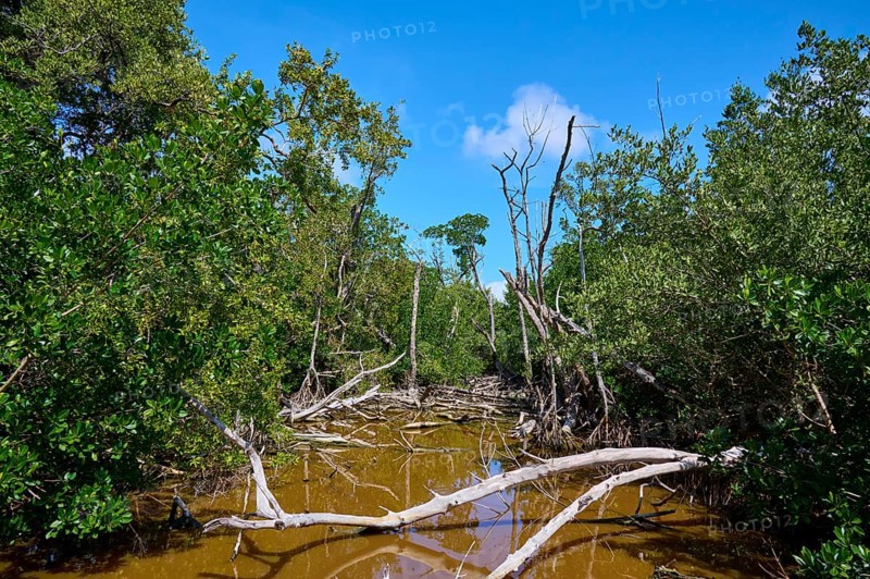 A marshland with mangroves and trees under a clear blue sky, West Lake View Point, Everglades National Park, Florida, USA