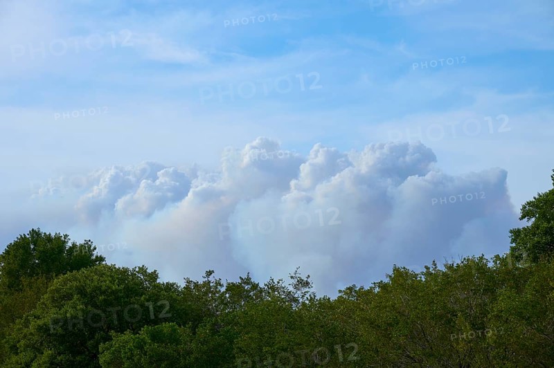 Clouds of smoke due to forest fire over green trees in a clear blue sky, Everglades National Park, Florida, USA