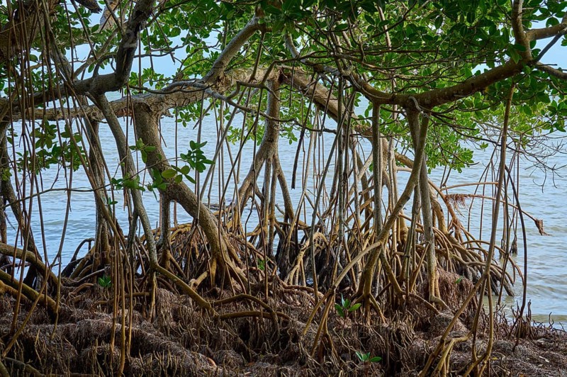 Dense mangroves with visible roots stand directly on the water's edge, Flamingo, Everglades National Park, Florida, USA