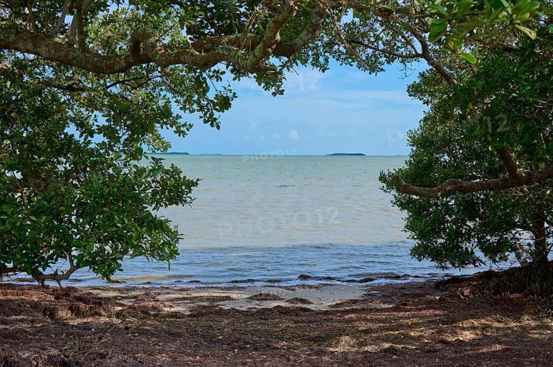 Ocean view through dense tree canopy with calm water under a clear sky, Flamingo, Everglades National Park, Florida, USA