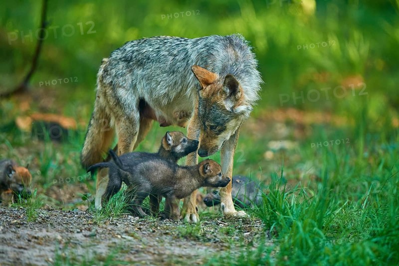 A caring mother wolf stands with her pups in the forest, Wolf (Canis Lupus), summer, Germany