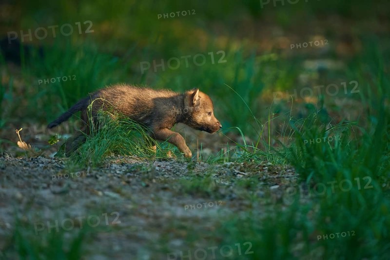 A wolf pup runs through the forest, exploring and curious, Wolf (Canis Lupus), Summer, Germany