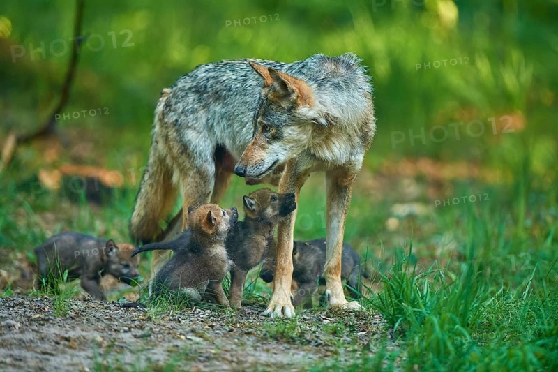 A loving mother wolf looks at her pups in the forest, Wolf (Canis Lupus), summer, Germany