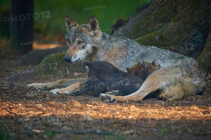 A mother wolf lies protectively with her pups on the forest floor, wolf (Canis Lupus), summer, Germany