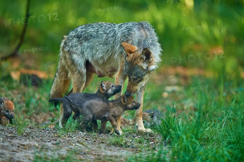 A mother wolf looks after her pups in the green forest, Wolf (Canis Lupus), summer, Germany