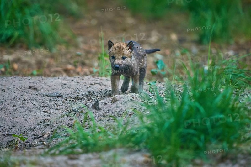 A wolf pup runs through the forest soil and explores its surroundings, Wolf (Canis Lupus), summer, Germany
